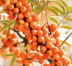 Колдовская ягода: теперь и в Беларуси!